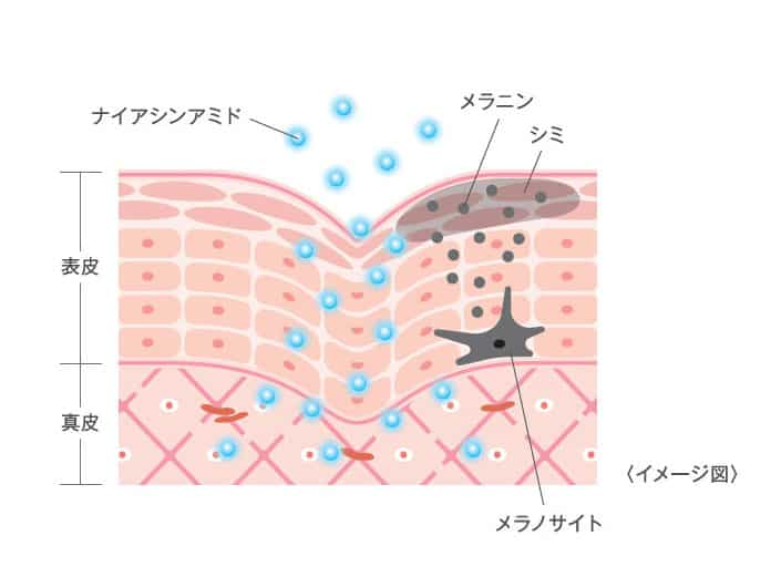 なめらか本舗　イメージ図　ナイアシンアミド