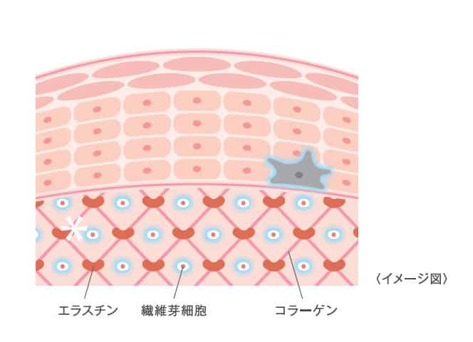 なめらか本舗　イメージ図　ナイアシンアミド